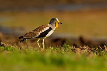 White-headed Lapwing - Vanellus albiceps or white-crowned lapwing, white-headed plover or...
