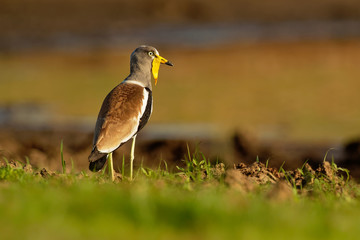 White-headed Lapwing - Vanellus albiceps or white-crowned lapwing, white-headed plover or white-crowned plover is a medium-sized wader. It is resident throughout tropical Africa