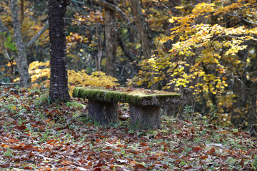 苔むす石のベンチ