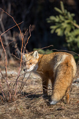 red fox resting in field 