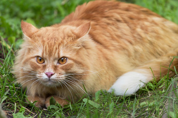 Naklejka na ściany i meble Beautiful fluffy red cat with insight look lies in green grass. Outdoor, nature