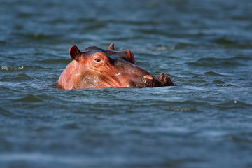 Fototapeta premium Hippopotamus - Hippopotamus amphibius or hippo is large, mostly herbivorous, semiaquatic mammal native to sub-Saharan Africa. Head looking from the water with widely opened mouth