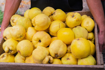 Juicy ripe quince collected in box