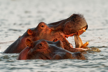Fototapeta premium Hippopotamus - Hippopotamus amphibius or hippo is large, mostly herbivorous, semiaquatic mammal native to sub-Saharan Africa. Head looking from the water with widely opened mouth