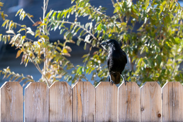 Crow or Raven (Corvus) on a wooden fence close up photograph