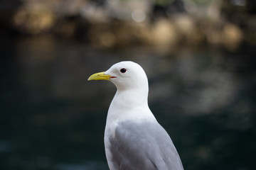 Möwe in Norwegen