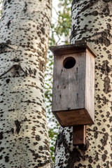 budka dla ptaków © Henryk Olszewski
