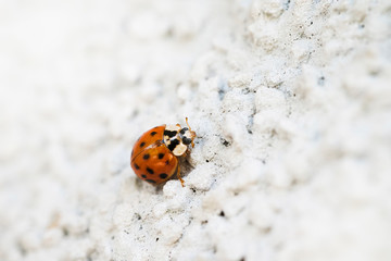 Harmonia - ladybug on white wall.