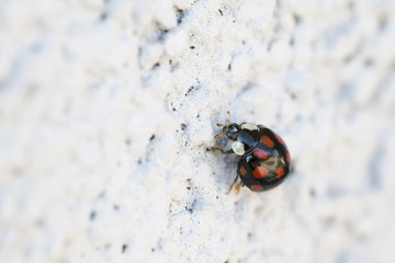 Chilocorinae - ladybird with red crosses.