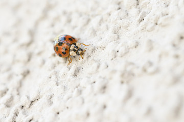 Harmonia - ladybug on white wall.