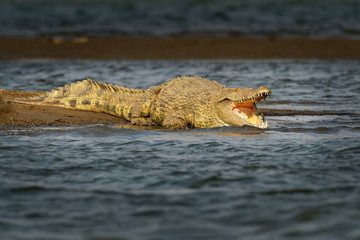 Nile Crocodile - Crocodylus niloticus large crocodilian native to freshwater habitats in Africa,...