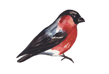 Watercolor bullfinch isolated on a white background. 