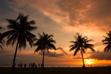 Fototapeta na wymiar Beautiful sunset with silhouette tree at beach