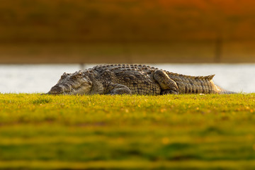 Nile Crocodile - Crocodylus niloticus large crocodilian native to freshwater habitats in Africa,...