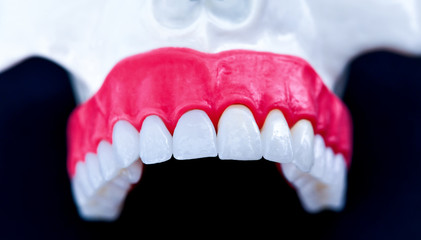 Upper human jaw with teeth and gums anatomy model