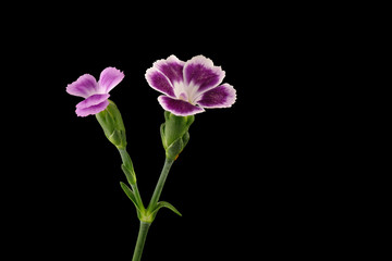 Feather-Carnation (Dianthus plumarius) exposed against a black background