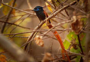 African Paradise-Flycatcher - Terpsiphone viridis a  passerine bird with a very long tail and blue eye in the bush, common resident breeder in Africa south of the Sahara Desert