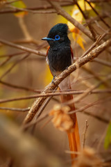 African Paradise-Flycatcher - Terpsiphone viridis a  passerine bird with a very long tail and blue eye in the bush, common resident breeder in Africa south of the Sahara Desert