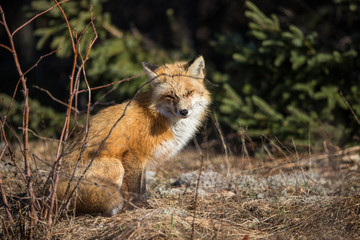 red fox resting in field 