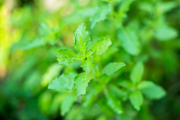 Holy basil, Sacred basil, Ocimum tenuiflorum,Shyama tulsi,Rama tulsi,the queen of herbs,Sacred tree for worshiping deities, plants with a pungent odor Spicy flavor, Spices for Thai food