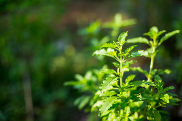 Holy basil, Sacred basil, Ocimum tenuiflorum,Shyama tulsi,Rama tulsi,the queen of herbs,Sacred tree for worshiping deities, plants with a pungent odor Spicy flavor, Spices for Thai food