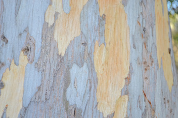 背景・素材用迷彩模様・まだら模様の樹皮