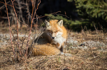 red fox resting in field 