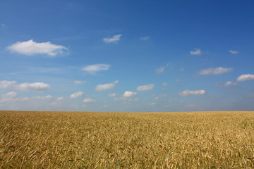 Yellow wheat field under blue sky