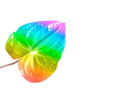 Isolated multi-colored anthurium flower on a white background. Layout for design, copy space. Tropical flower in the shape of a heart. LGBTQ gay flag colors, symbol of lisbians and gays. love concept.
