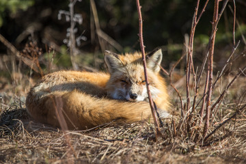 red fox resting in field 