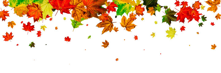 Leaves background. Autumn season pattern isolated on white back