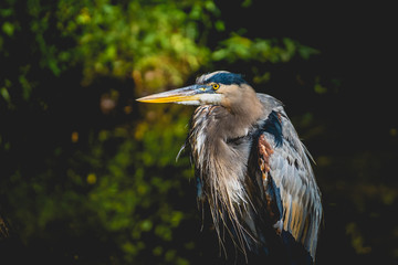 great blue heron