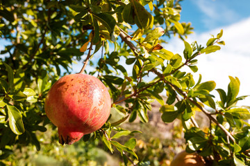 Pomegranates ripening hanging from the tree in the sun in an orchard, autumn fruits full of vitamins.