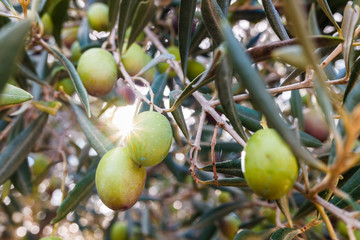 Olive tree illuminated by a sunbeam loaded with green olives.