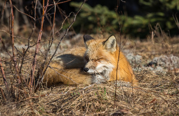 red fox resting in field 