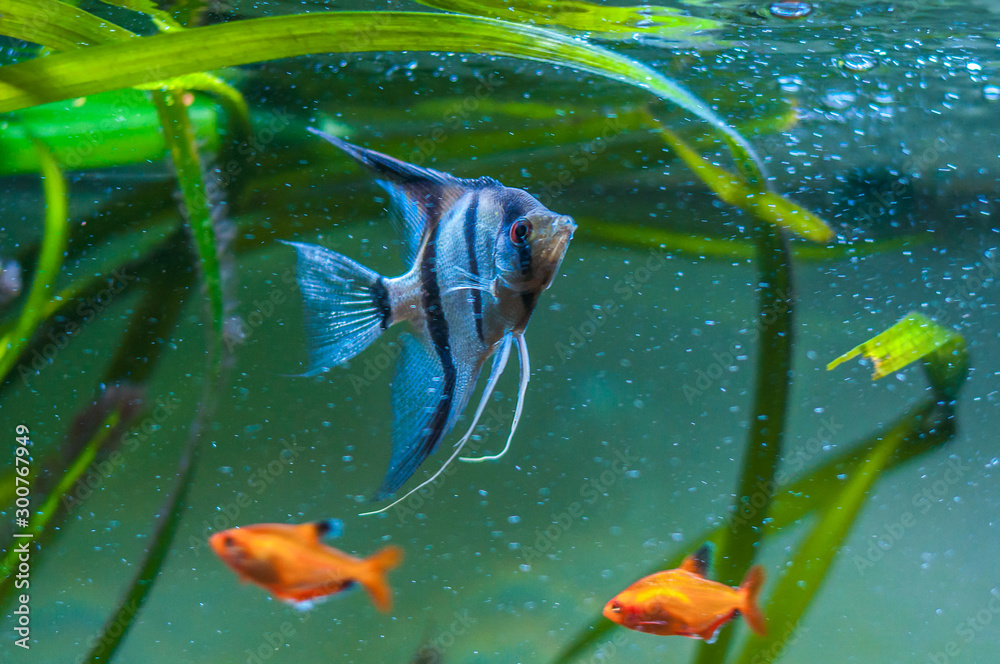 Wall mural Blue Zebra Angelfish in tank fish (Pterophyllum scalare)