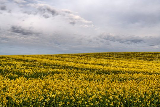 Coleseed field in Moravian Tuscany, Czech Republic