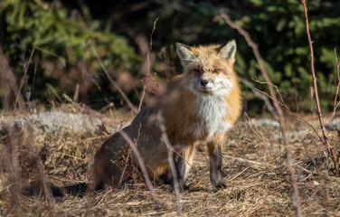 red fox resting in field 