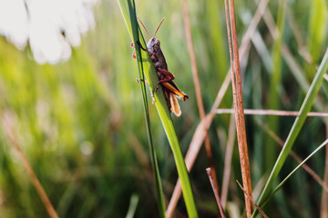 A grasshopper, Caelifera, perched on a plant against a background of backlit green leaves.