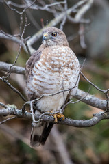 hawk hunting from tree