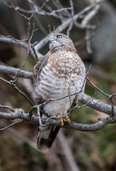 hawk hunting from tree