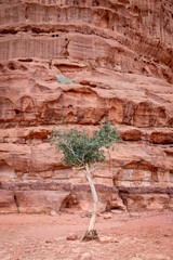 Vegetation and red stone formation in Wadi Rum, Jordan