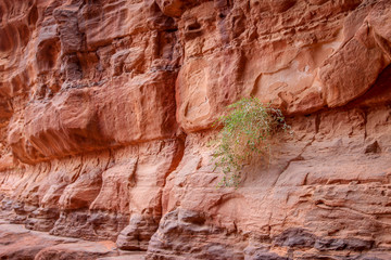 Vegetation and red stone formation in Wadi Rum, Jordan