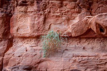 Vegetation and red stone formation in Wadi Rum, Jordan