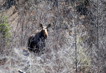 moose female with calf