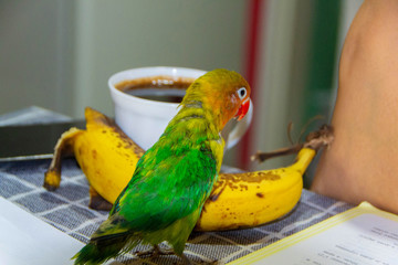 Lovebird parrot, Fisherman bird, Agapomis