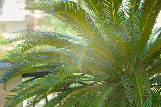 Blur view of a Leaf of green cicas