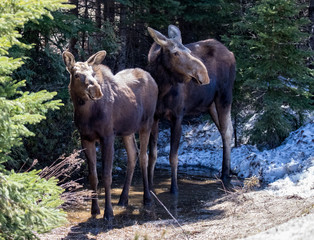 moose female with calf