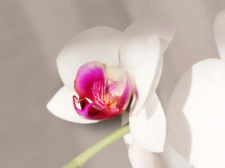 Fototapeta na wymiar Pink and white orchid low key photograph