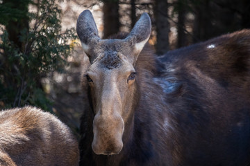 moose female with calf